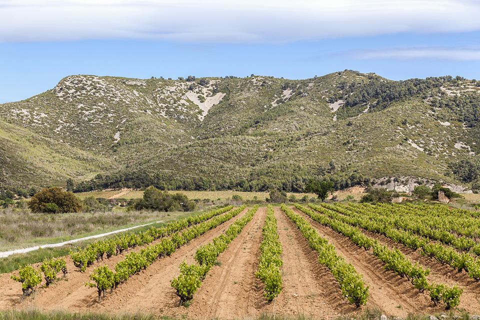 Rutas vitivinícolas por El penedès