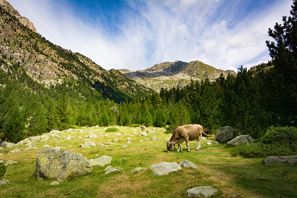 Fauna en el Parque Nacional d'Aiguestortes