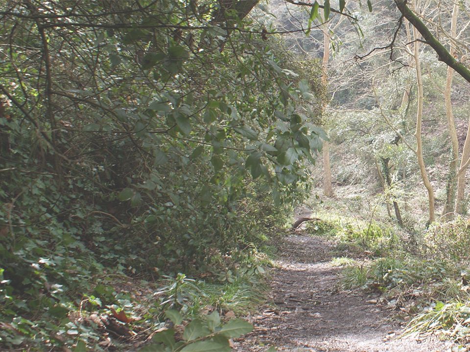 Sendero en el Parque Natural de Collserola