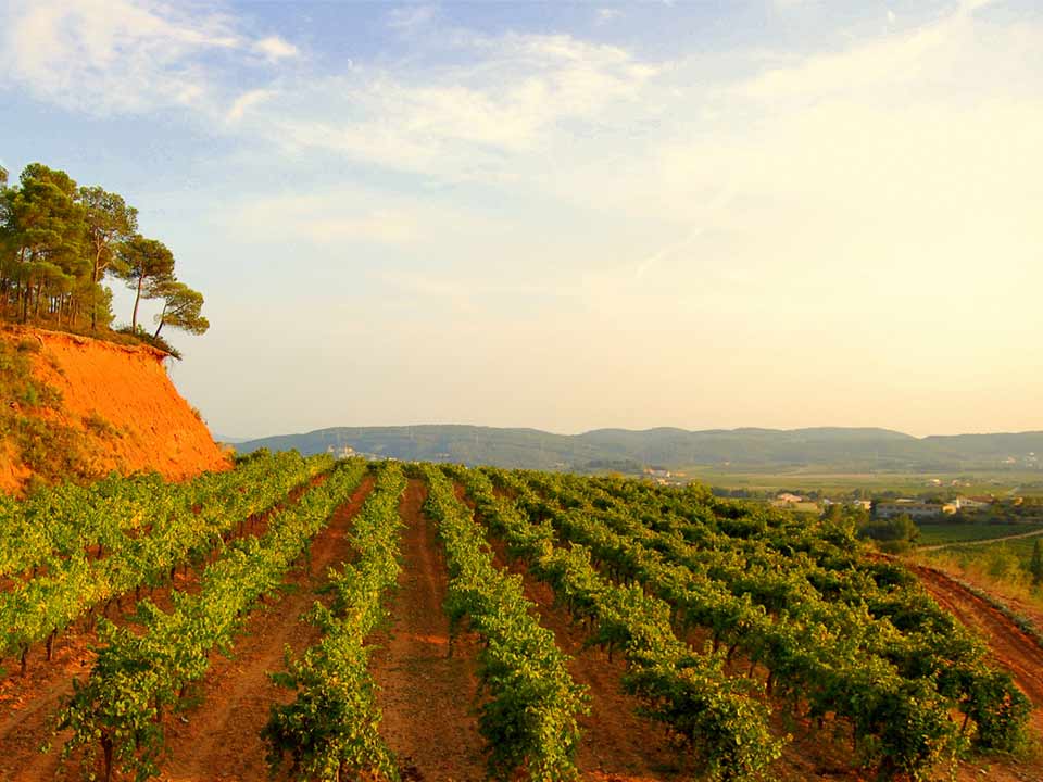Viñas en el Baix Penedes